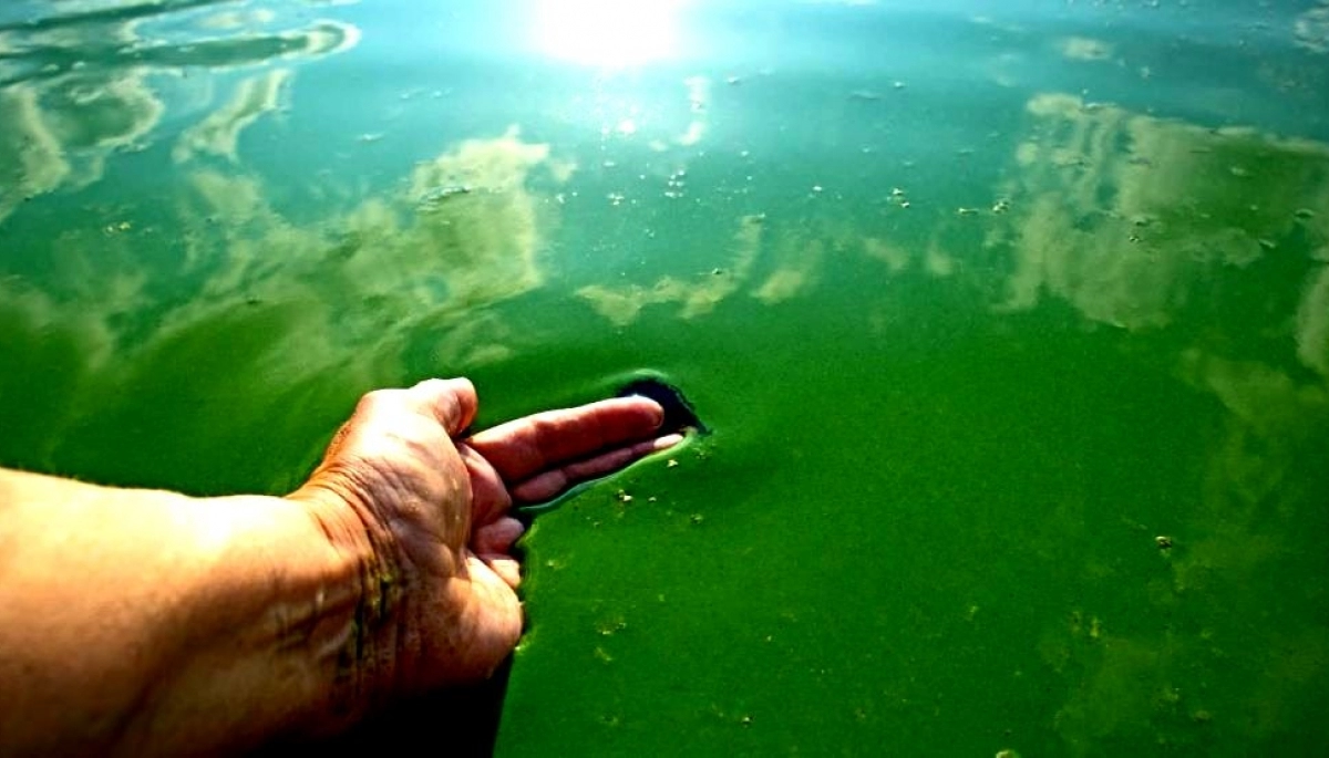Aumentaron a nivel de alerta roja la presencia de cianobacterias en lagunas de la Provincia