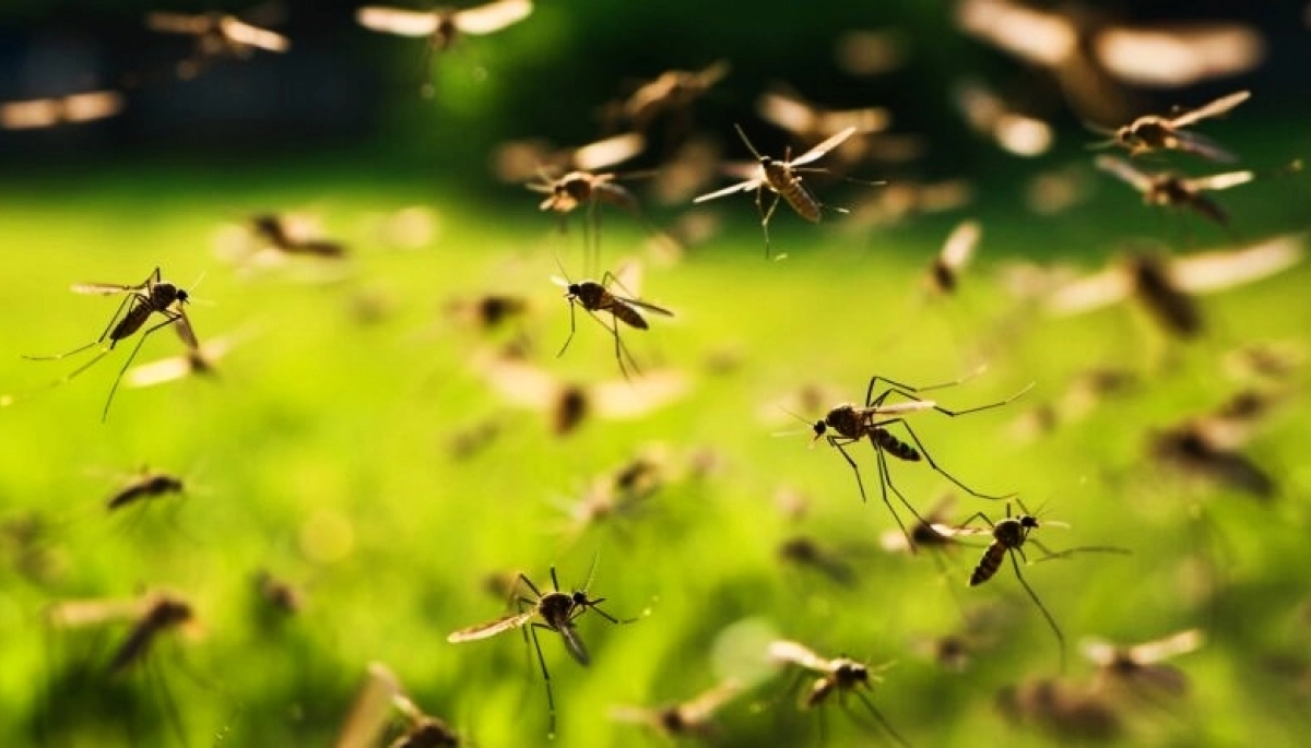 Kreplak advirtió que es la temporada de Dengue “con mayores casos de la historia”