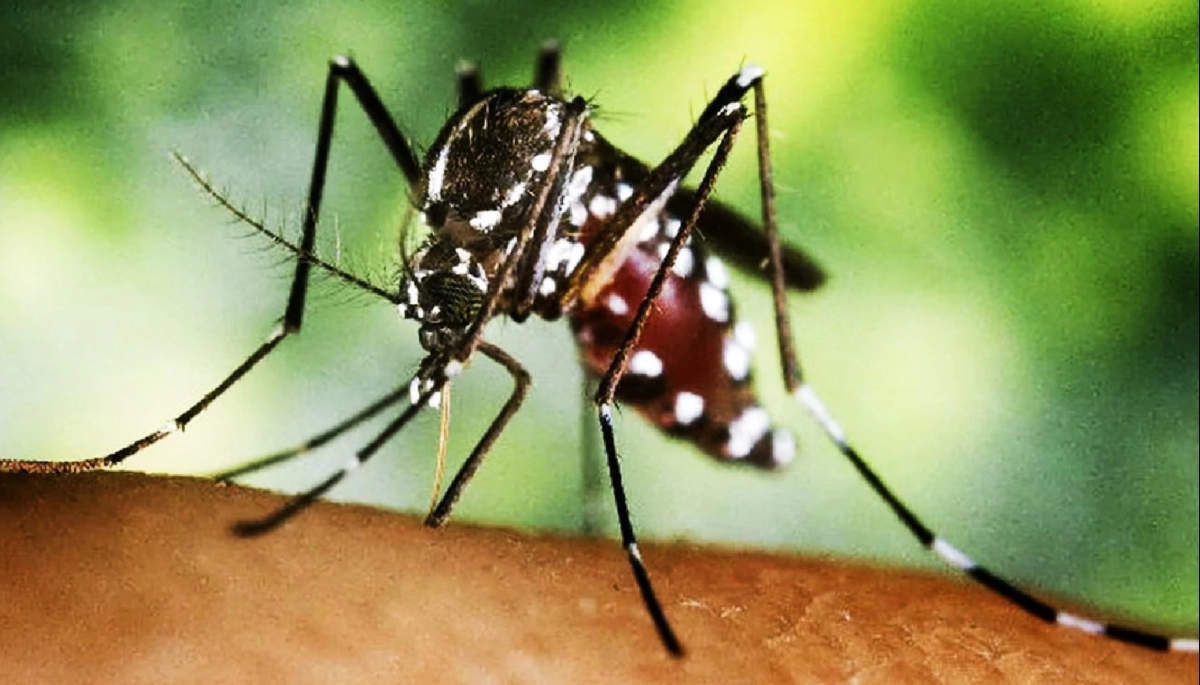 Alerta en Pergamino: Provincia confirmó un brote de chikungunya en el municipio