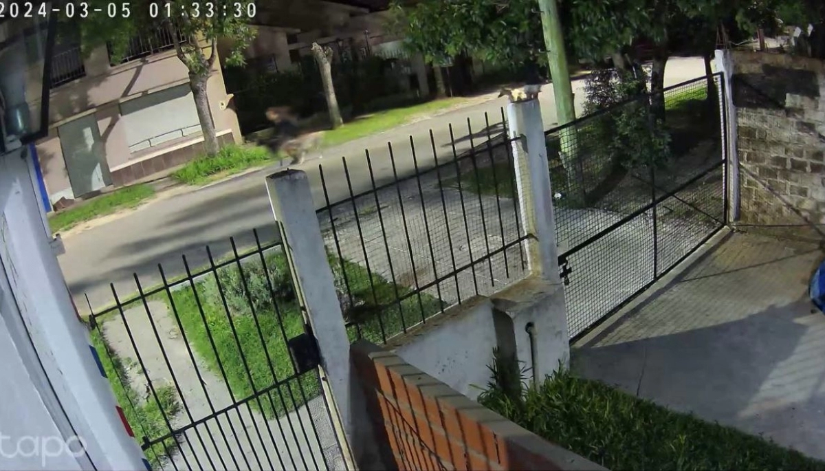 Berazategui salvaje: dos bestias salen a cazar y matar gatos con una jauría de perros