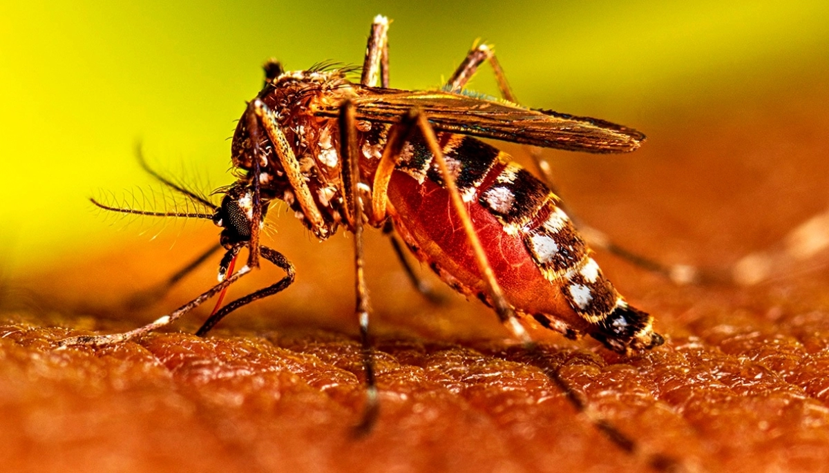 Dengue: Provincia destacó una paralización de casos, pero advirtió una demora en la carga