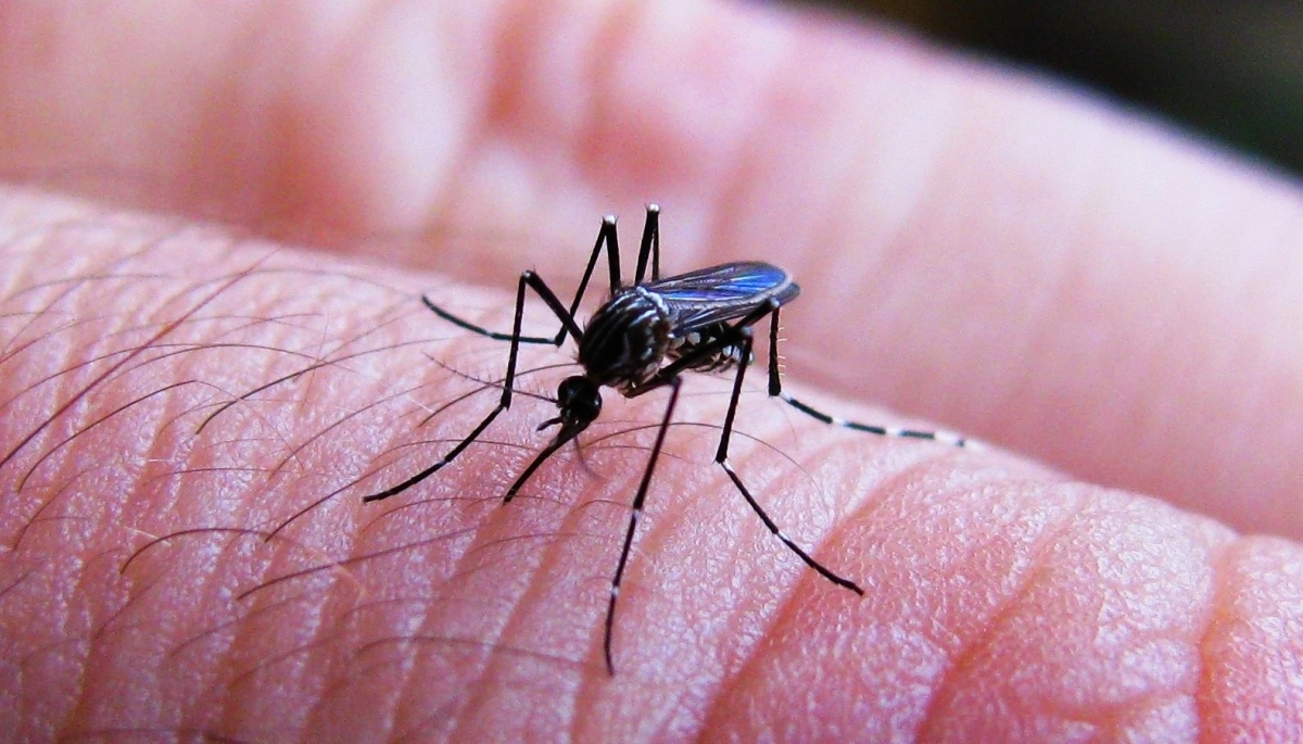 Rivadavia celebró salir de la zona de brotes de casos de dengue
