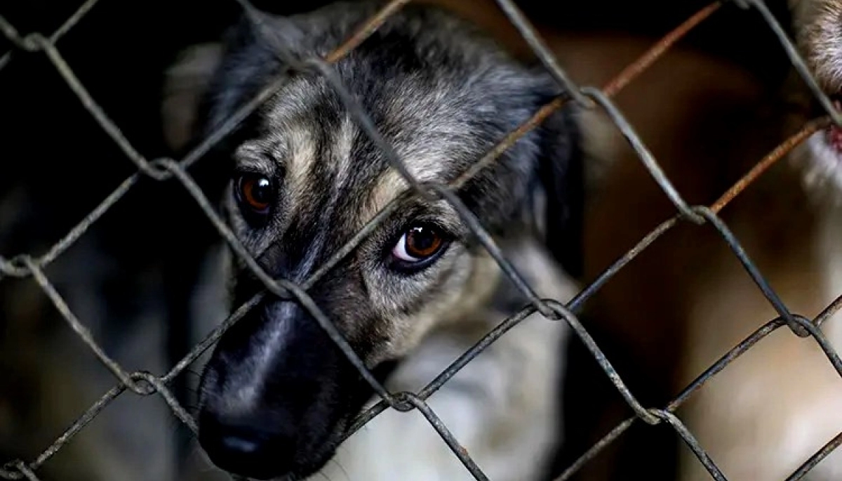 Un proyecto que busca combatir el maltrato animal avanza en la Legislatura bonaerense