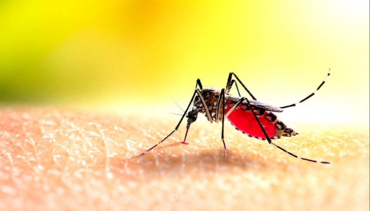 Luego de una temporada con récords negativos, Provincia dio por cerrado el brote de dengue