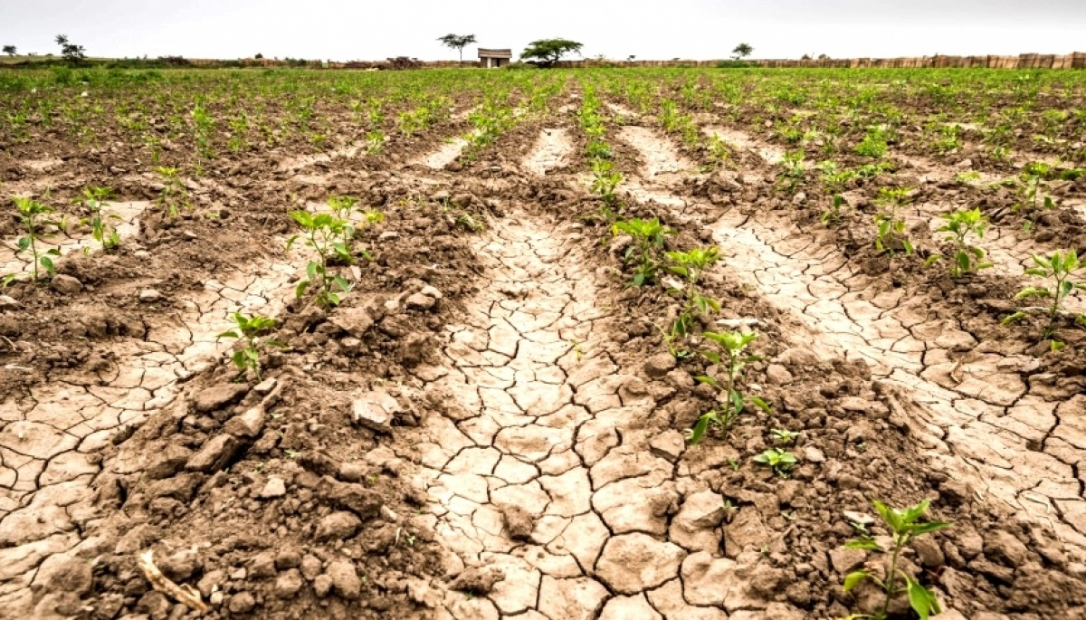 ¿Por la sequía?: Kicillof decretó la “emergencia agropecuaria” en cinco distritos bonaerenses