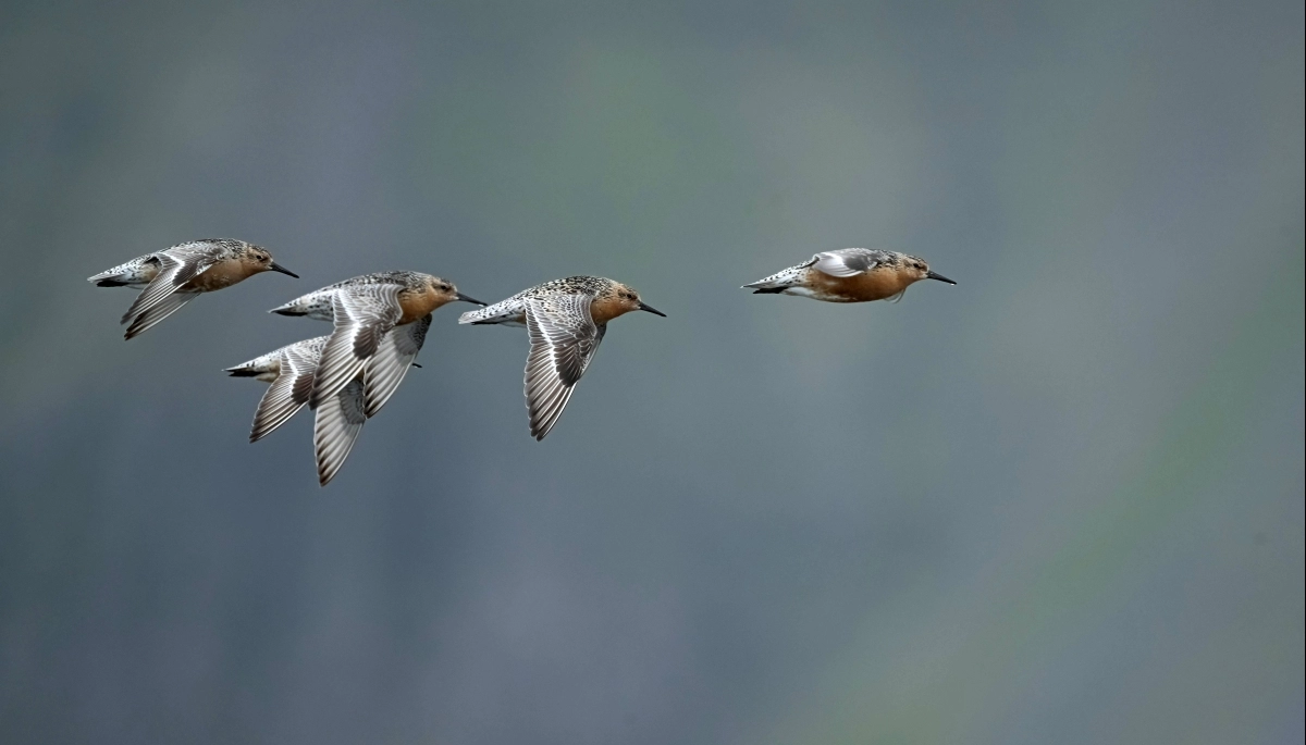 La Albufera de Mar Chiquita se prepara para organizar el 7º Festival de Aves Migratorias