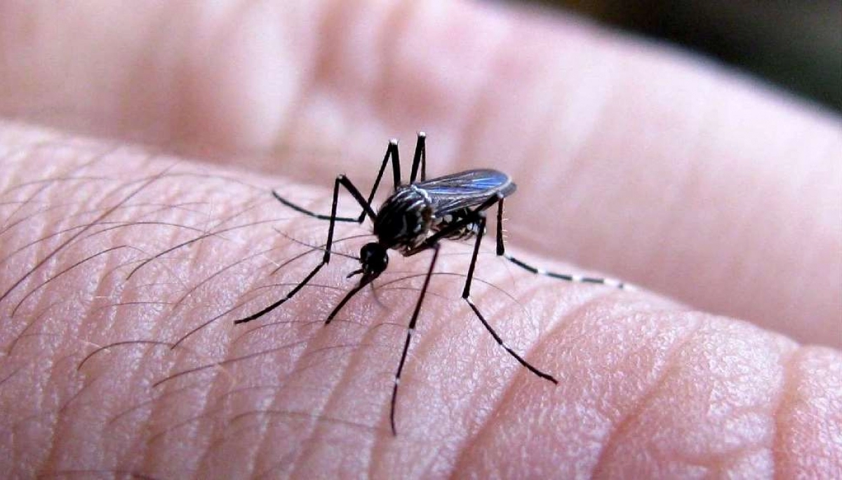 A la espera de la campaña de vacunación, se conoció el primer caso de dengue autóctono en Provincia
