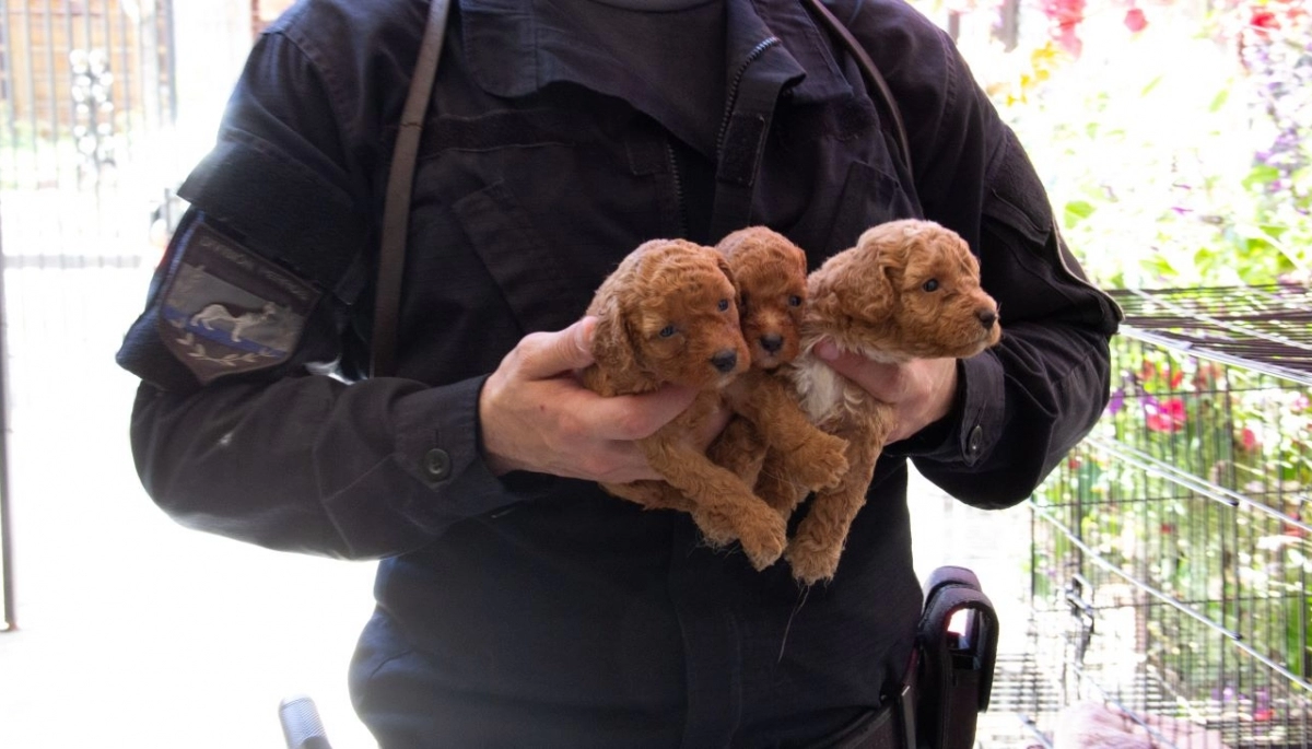Maltrato animal: desbarataron un criadero ilegal y rescataron más de 50 Caniches Toy