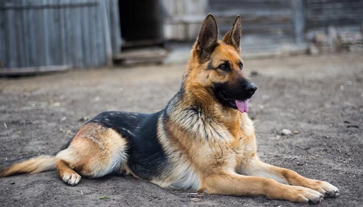 El mejor amigo en La Plata: robaron el domingo, regresaron por más y el perro de la familia los puso en fuga
