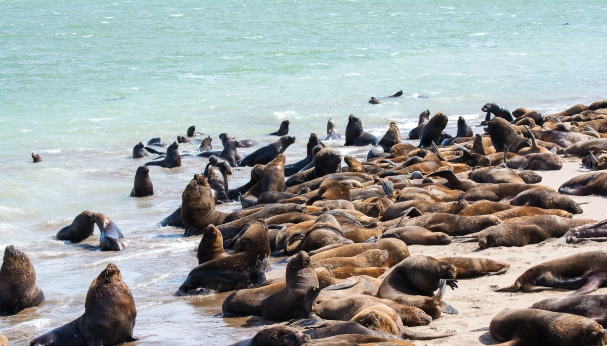 Presentan un proyecto de Ley para aplicar multas por maltrato a mamíferos marinos en las playas bonaerenses