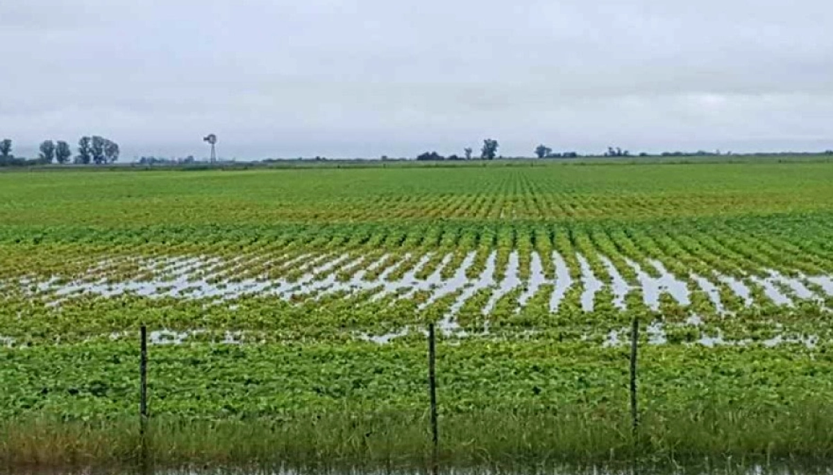 Con la firma de Kicillof y sus ministros, se decretó emergencia agropecuaria en 12 municipios bonaerenses