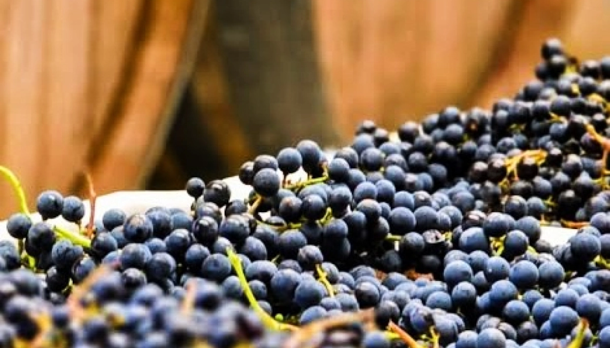 Destinos bonaerenses: las majestuosas viñas y bodegas en Tandil, Paraje Macedo y Chapamadal