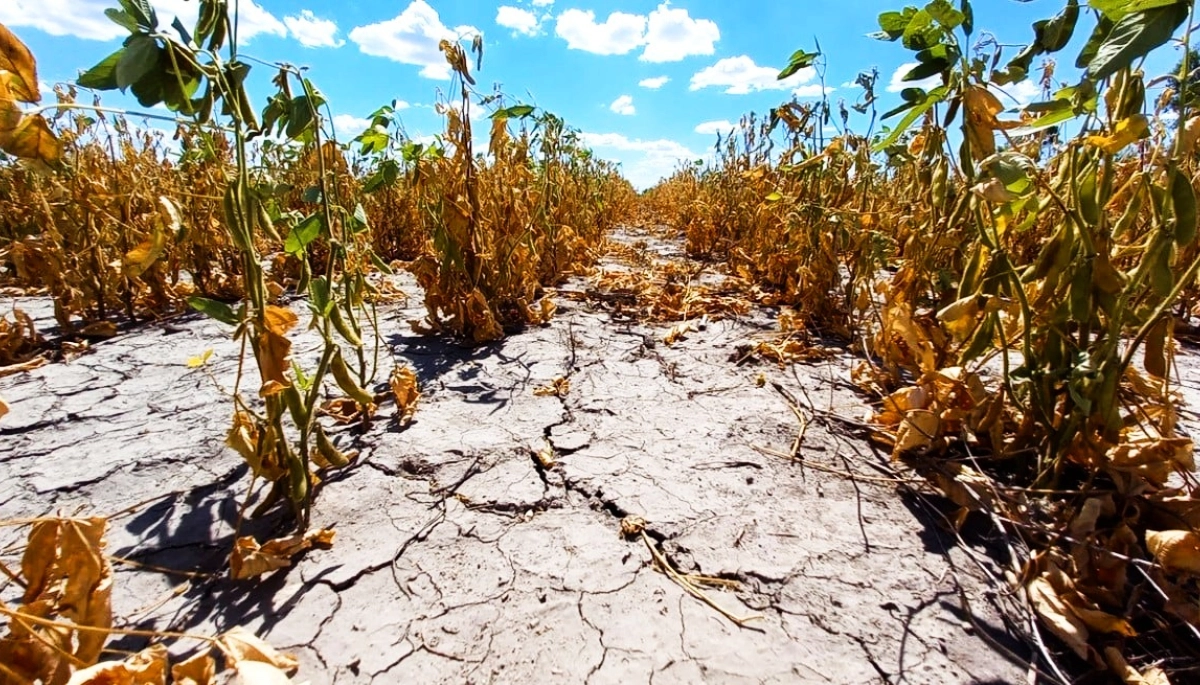 Buscan declarar el Estado de Emergencia y Desastre Agropecuario a cinco municipios bonaerenses