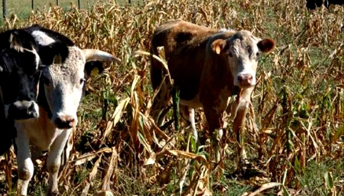 Emergencia agropecuaria: la Provincia amplía la medida tras la demorada homologación de Nación