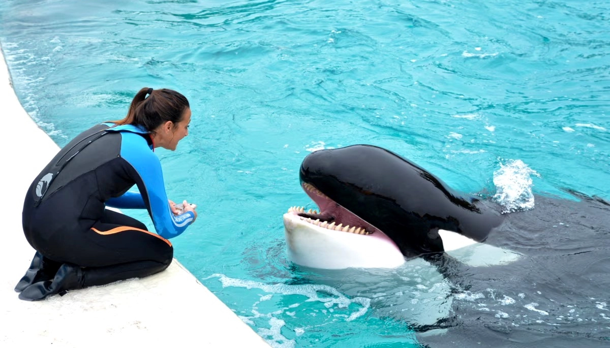 Murió Kshamenk, la orca símbolo de Mundo Marino: una historia que conmovió al país
