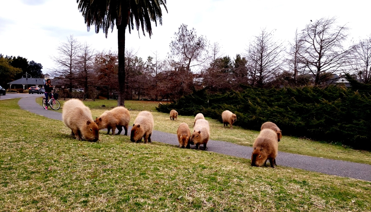 Carpinchos en Nordelta: el operativo del Gobierno de Kicillof que terminó con denuncias