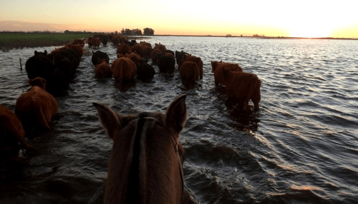Emergencia agropecuaria: el Ejecutivo bonaerense prorrogó beneficios en el sudoeste