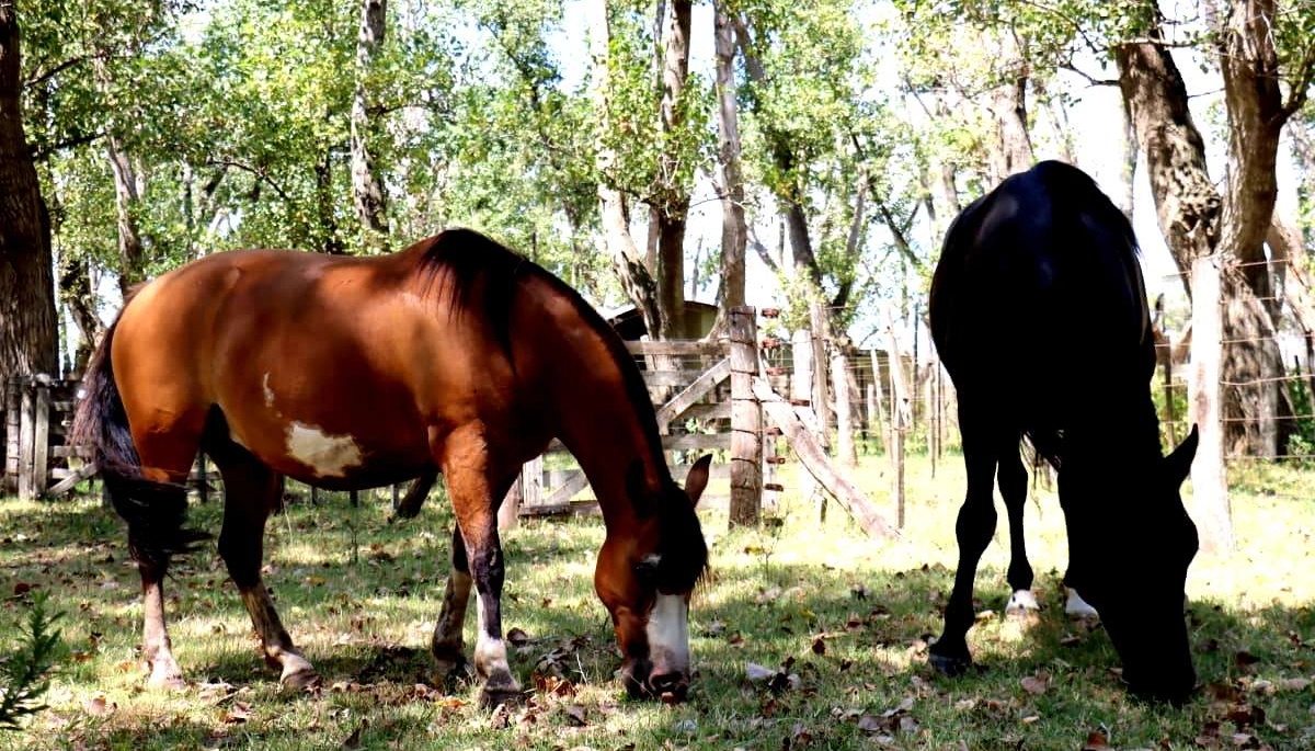 La Municipalidad de Pila adquirió dos caballos destinados al programa de Equinoterapia
