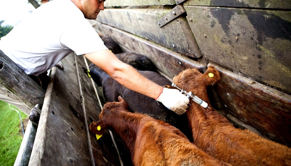 Fuerte rechazo del campo bonaerense a la desregulación de la aftosa