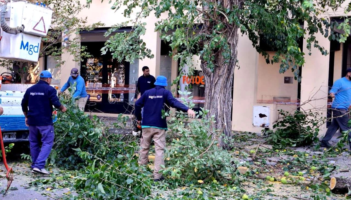 Magdalena inició el plan de reforestación urbana y orden en veredas