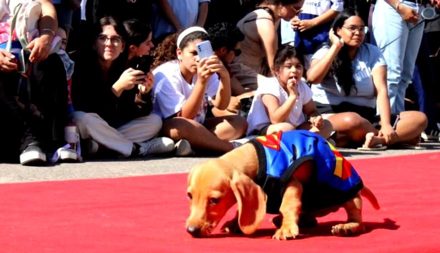 Gran desfile de mascotas en La Plata: cuándo, dónde es y qué se podrá hacer