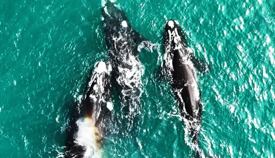 Destinos bonaerenses: las ballenas de Miramar y Necochea asoman la vista sobre la costa