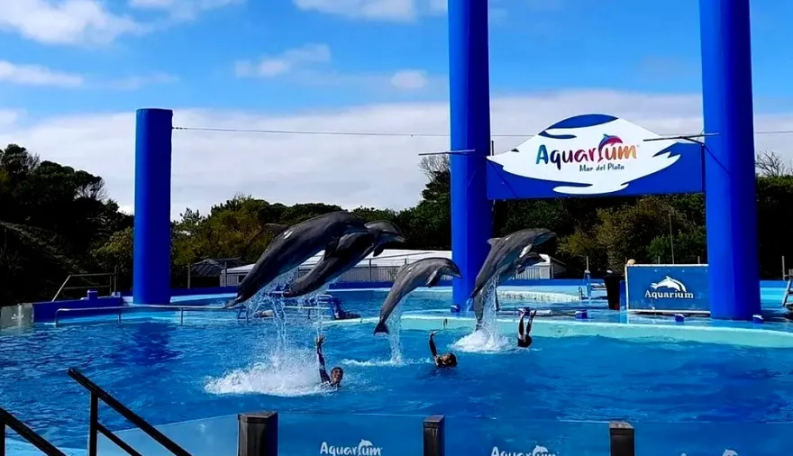 Polémica en el Aquarium de Mar del Plata: pingüinos a la venta fueron tasados en una cifra millonaria