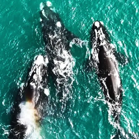 Destinos bonaerenses: las ballenas de Miramar y Necochea asoman la vista sobre la costa