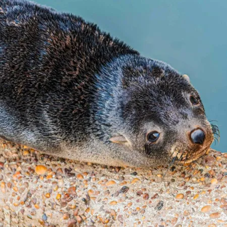 En conjunto con especialistas, San Fernando rescató a dos lobos marinos en pocos días