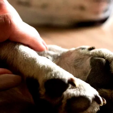 Impulsan una licencia por la muerte de mascotas: a quiénes está destinados y de qué se trata