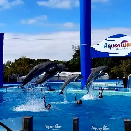 Aquarium de Mar del Plata: pingüinos a la venta fueron tasados en una cifra millonaria